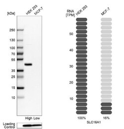 MCT1/SLC16A1 Antibody, Novus Biologicals:Antibodies:Primary Antibodies
